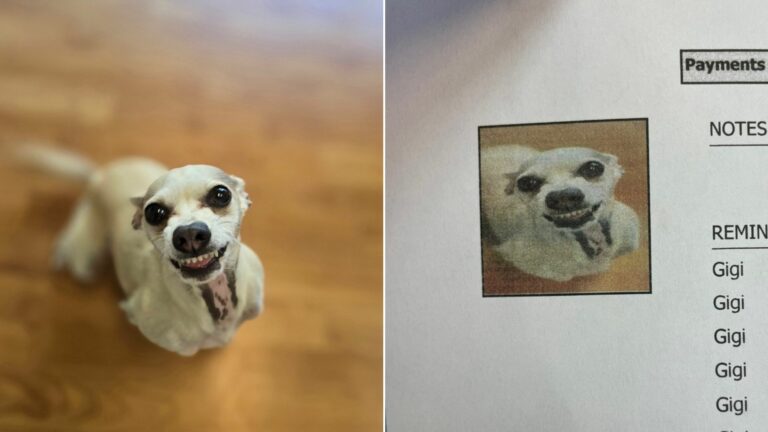 funny dog