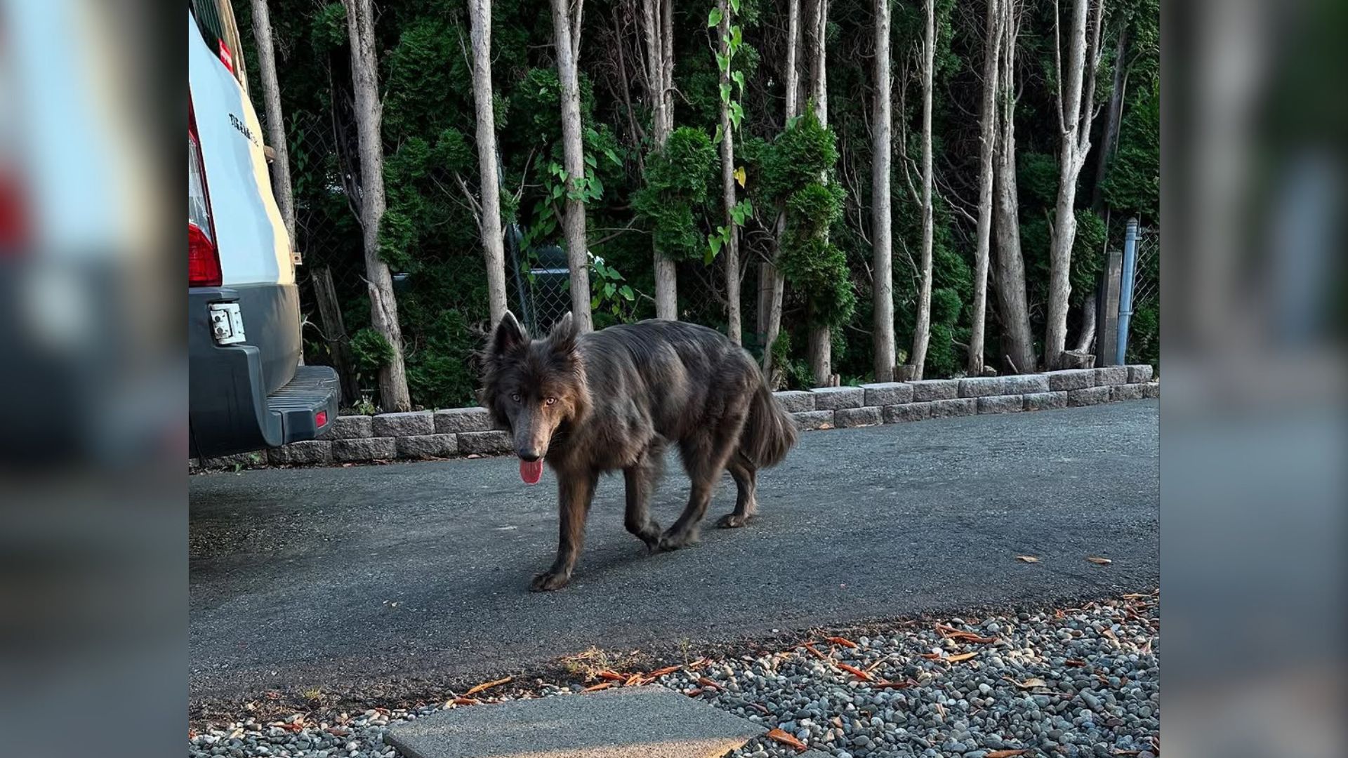 hybrid dog