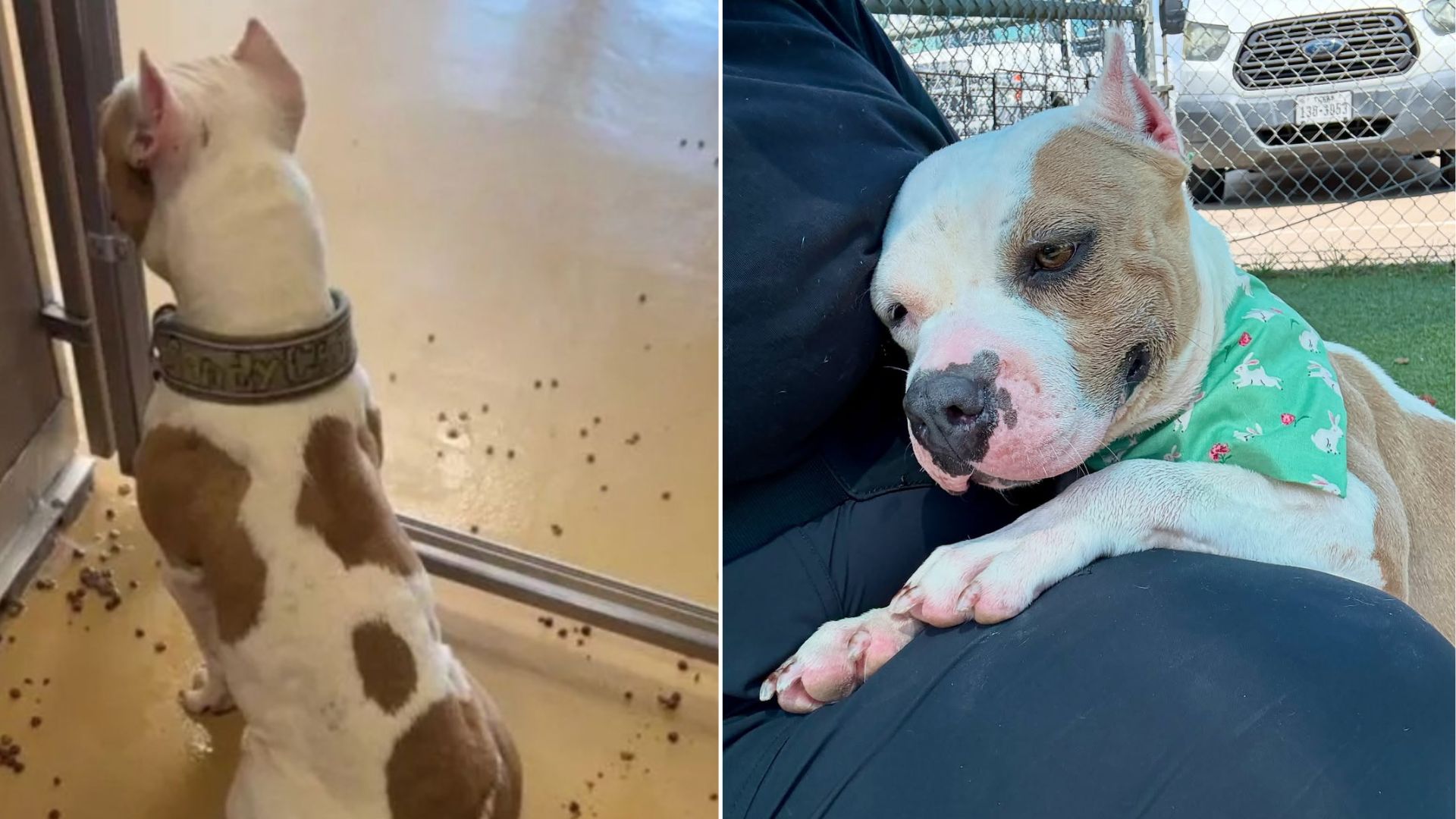 dog in shelter
