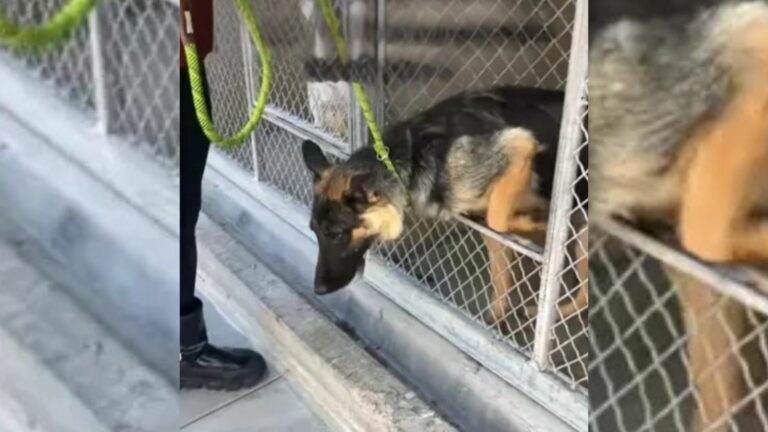Shelter dog
