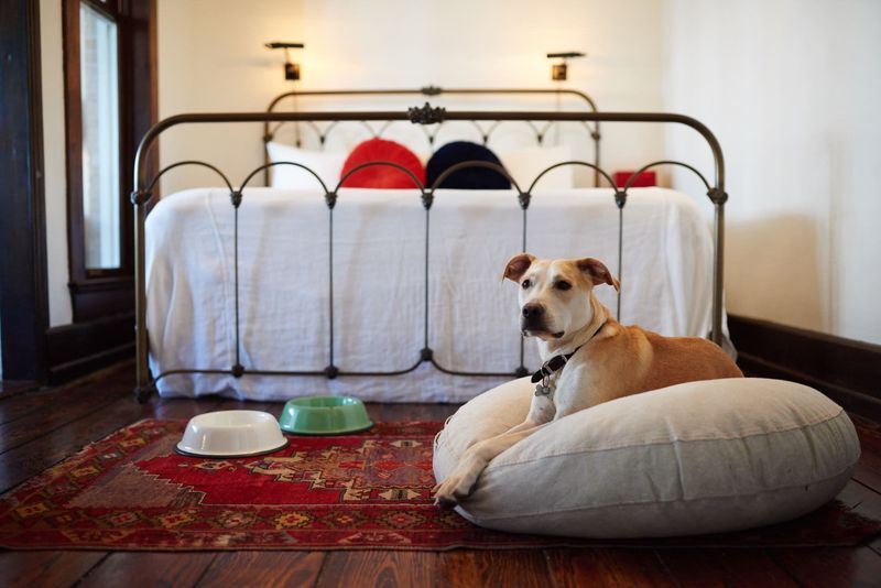 Pet-Friendly Hotels And Vacation Rentals