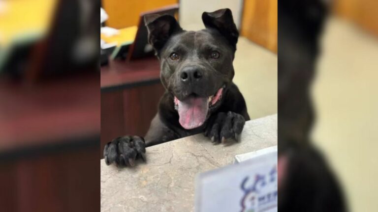 shelter dog