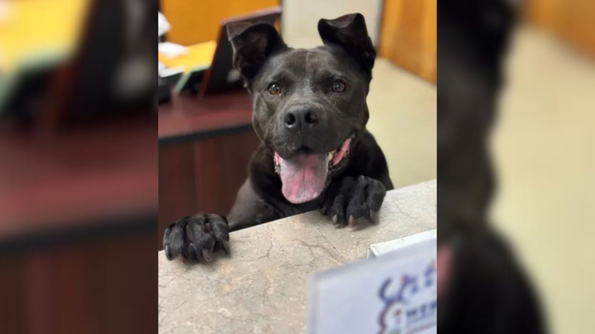 Dog Who Waited For 1,208 Days At Mississippi Shelter Never Stopped Hoping He Would Find A Forever Home