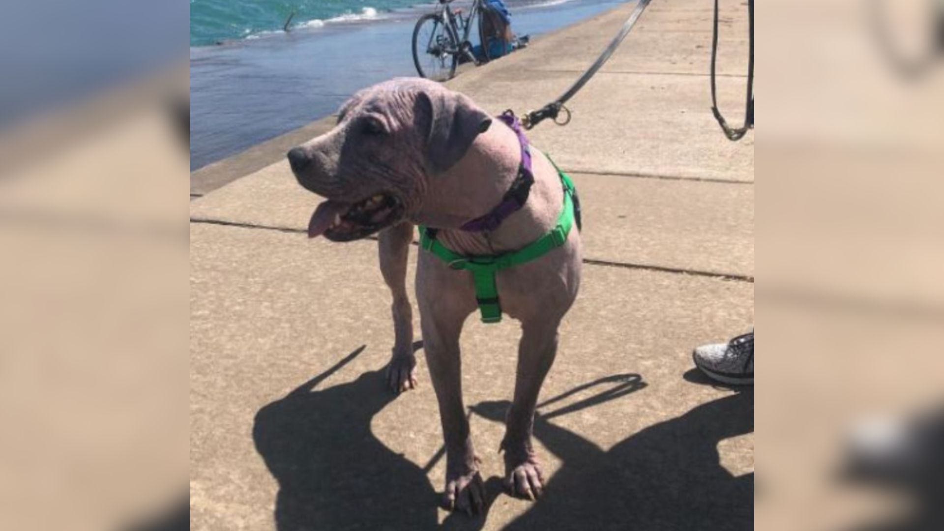 dog with no fur