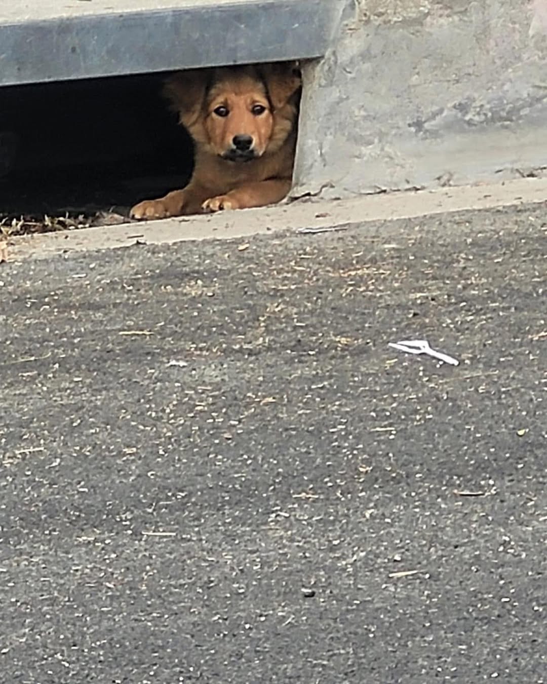 Dog in sewer