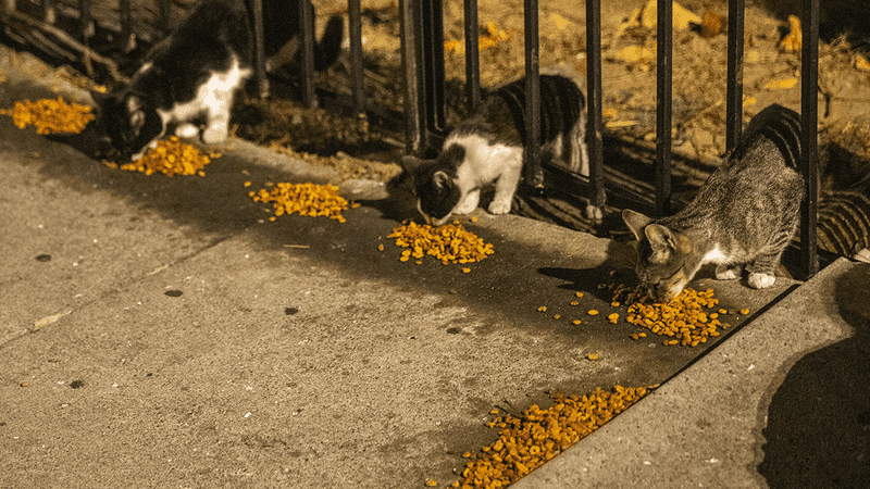 California Is Home To Feral Cat Colonies