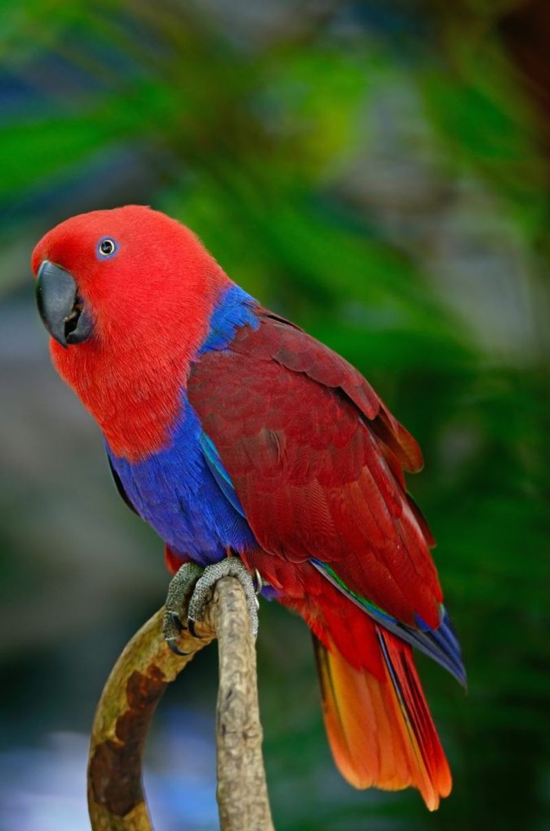 Eclectus Parrot