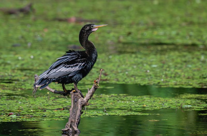 Anhinga - Snakebird