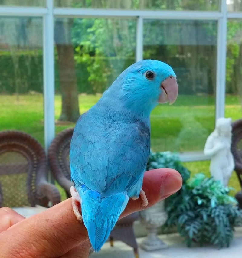 Parrotlet: Mighty Miniatures
