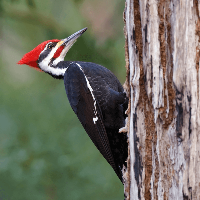 Pileated Woodpecker