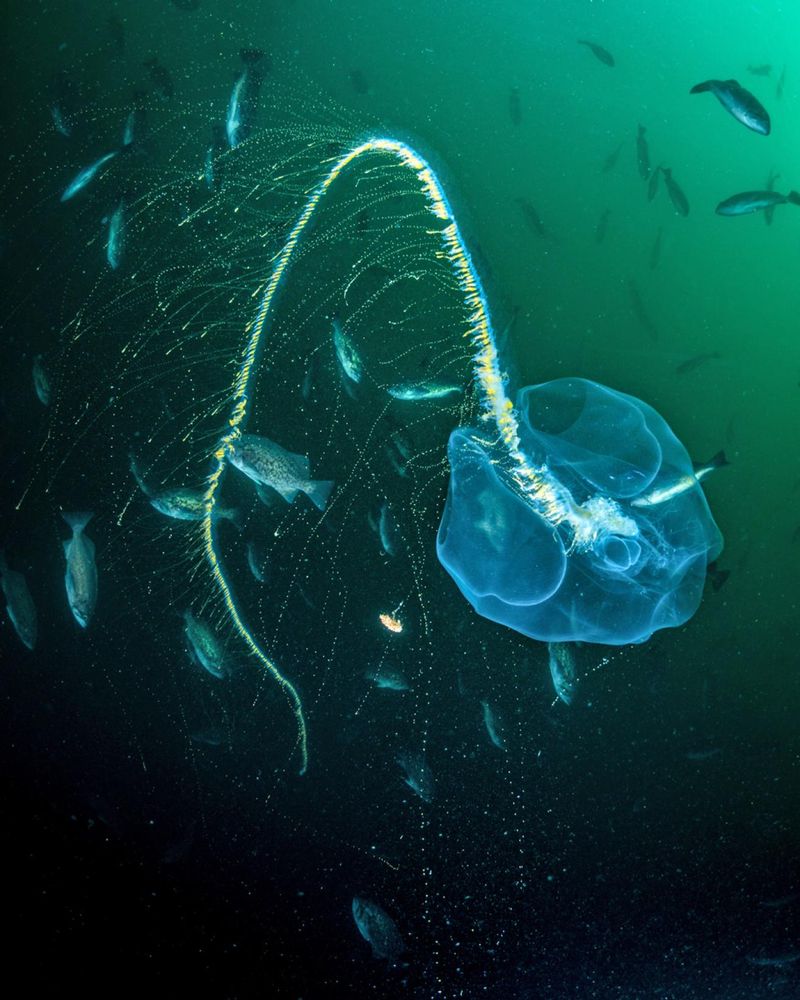 Siphonophores: Glowing Colonial Strings Of Light