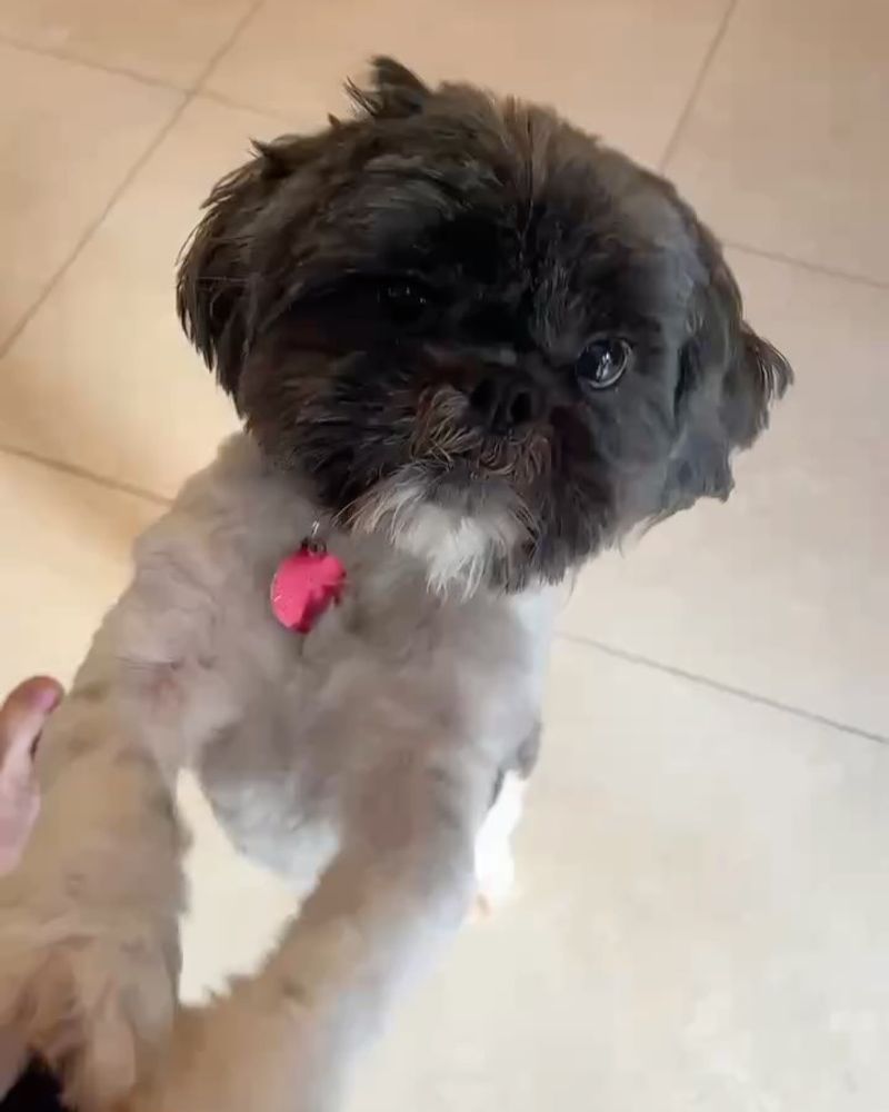 Cooling Comfort Grooming Hack