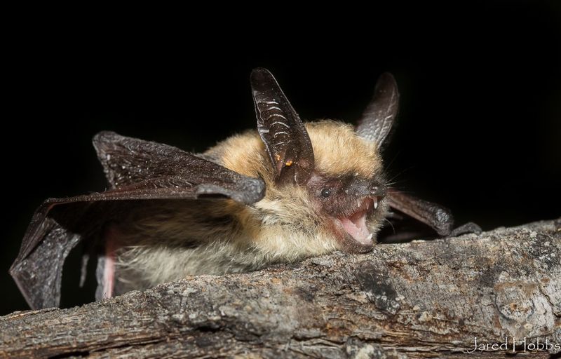 Leavenworth's Batty Night Out