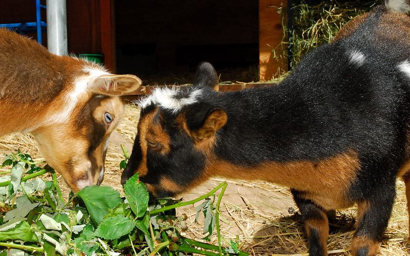 Goats: Brush-Clearing Specialists