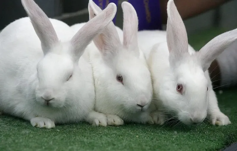 Rabbits: The Silent Protein Producers