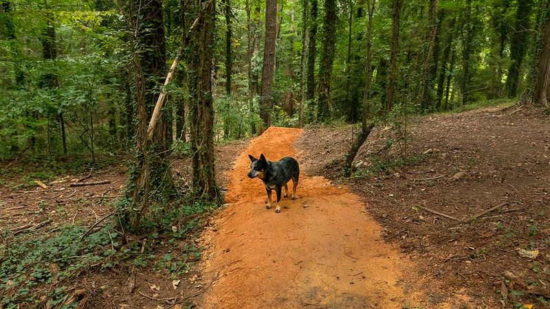Chapel Hill: Academic Town with Canine Credentials