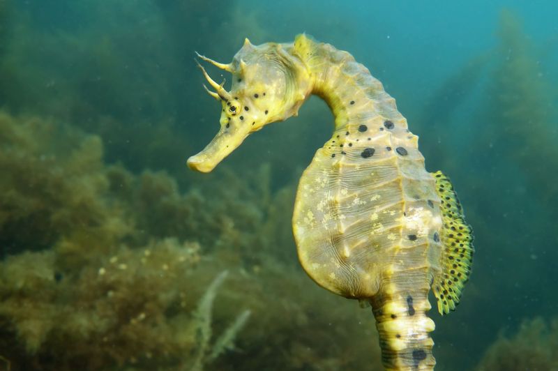 Big-belly Seahorse
