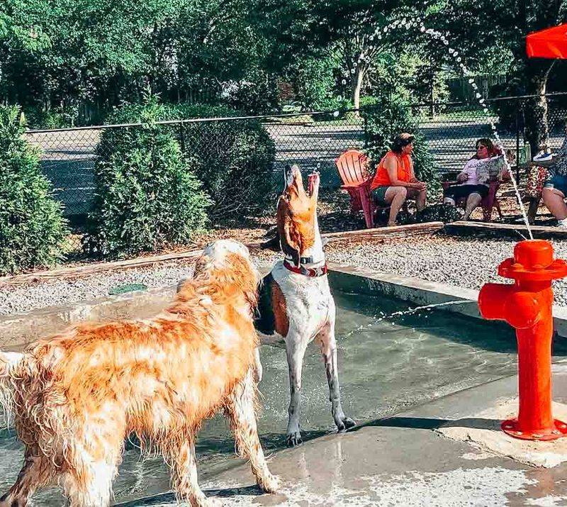 Champions Dog Run: Riverside Exercise With Skyline Views