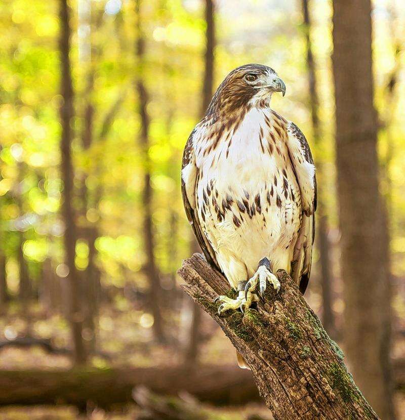 Red-Tailed Hawk: The Majestic Raptor