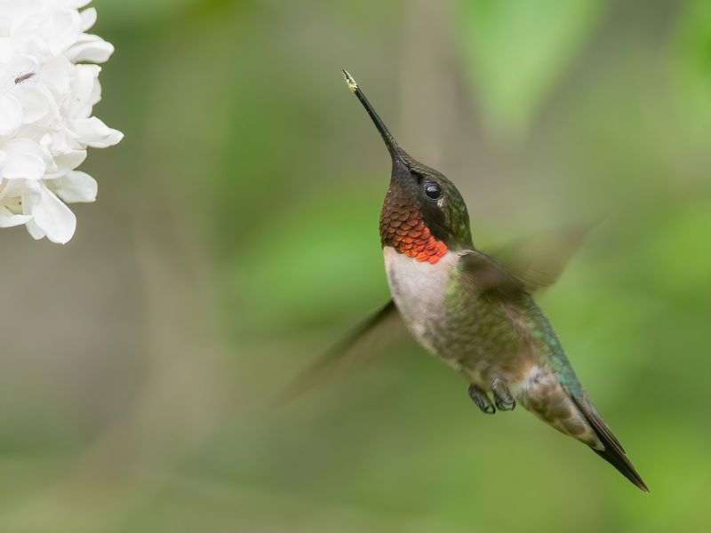Ruby-throated Hummingbird