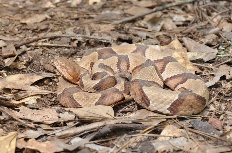 Southern Copperhead - Camouflage Champions