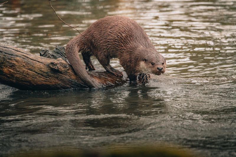 River Otters: The Bronx River's Playful Returnees