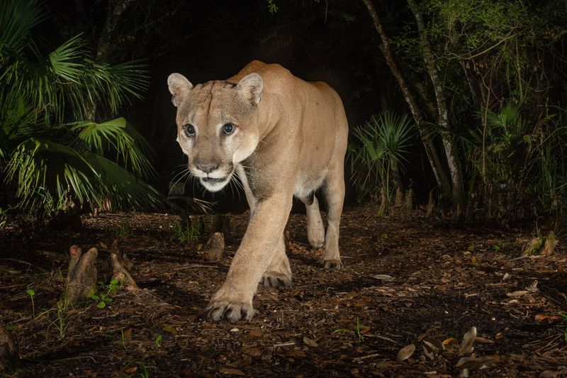 Florida Panther: The Endangered Predator