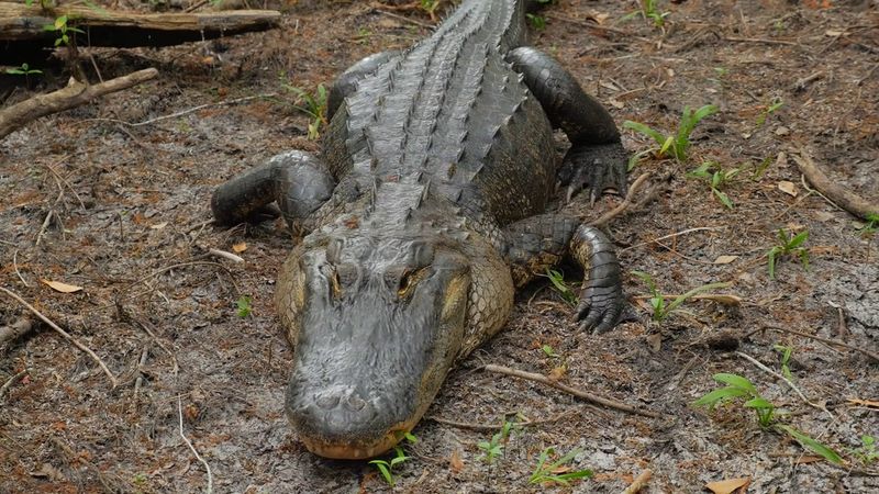 American Alligator