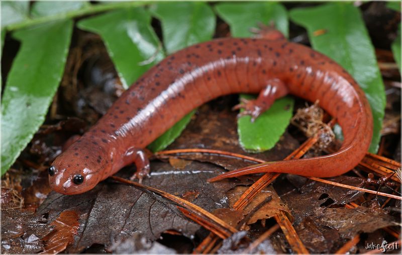 Mud Salamander: The Scarlet Secret