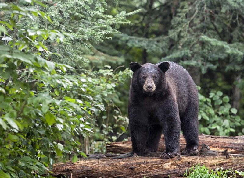 Black Bear