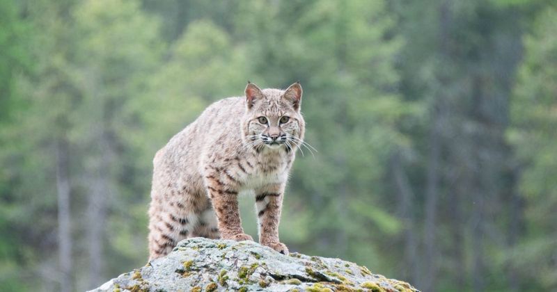 Bobcat: The Elusive Feline Neighbor
