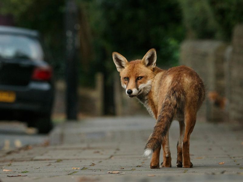 Red Fox: The Stealthy Night Wanderer