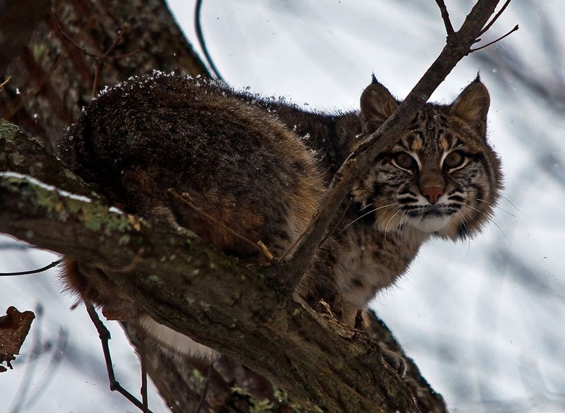 Bobcat