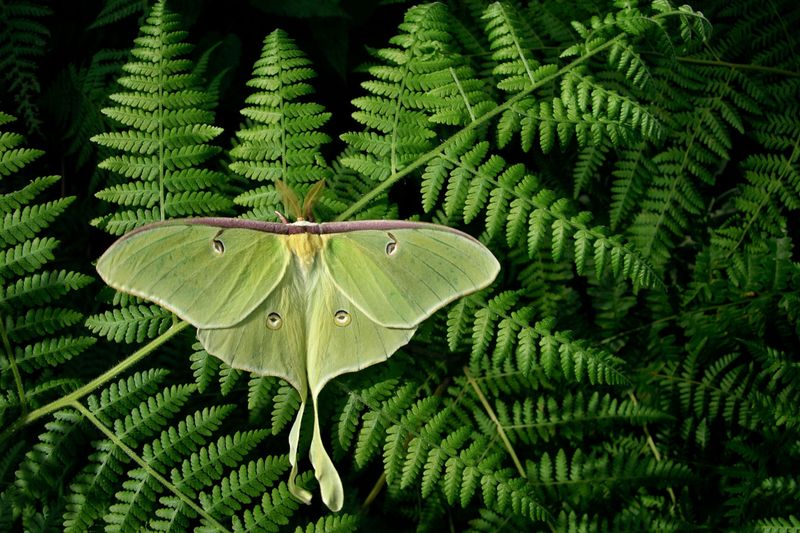 Luna Moth - Moonlight Marvels