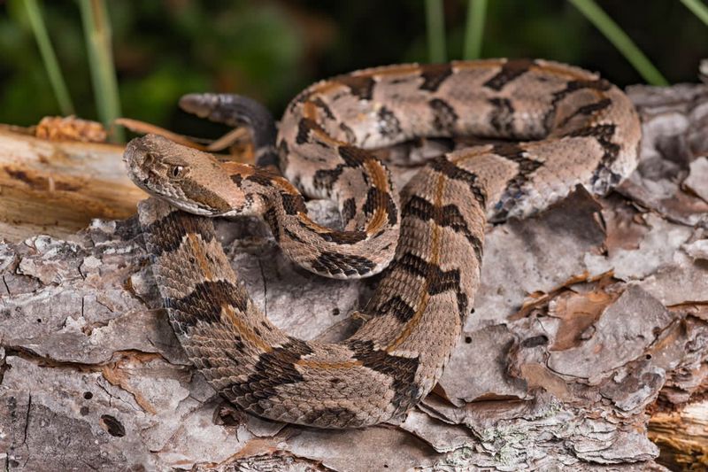 Timber Rattlesnake: The Woodland Ambusher