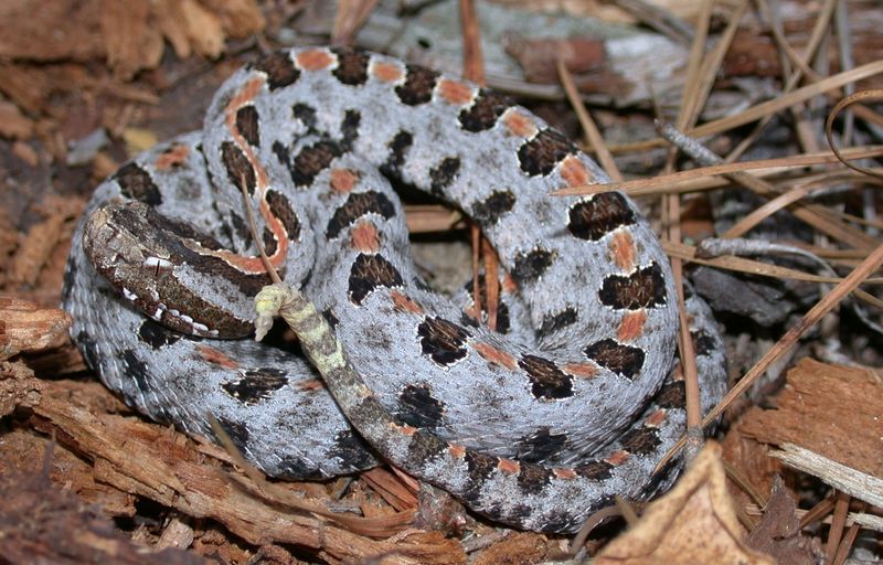 Pygmy Rattlesnake
