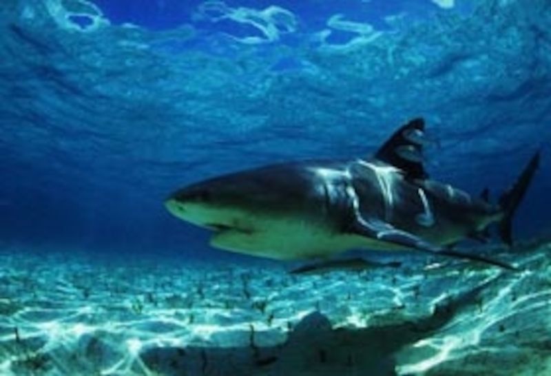 Bull Sharks: The Shallow Water Surprise