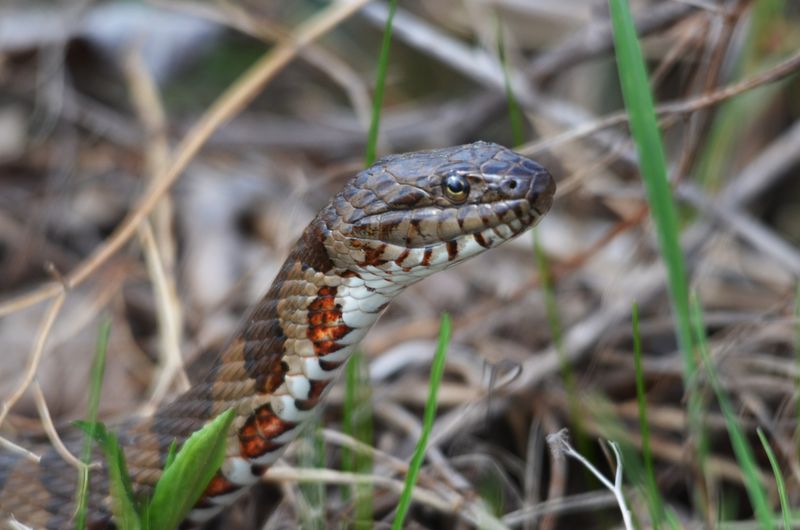Northern Water Snake: Riverside Resident