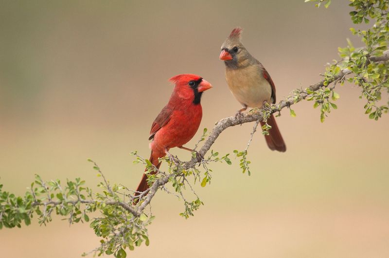 Northern Cardinal: The Crimson Songster