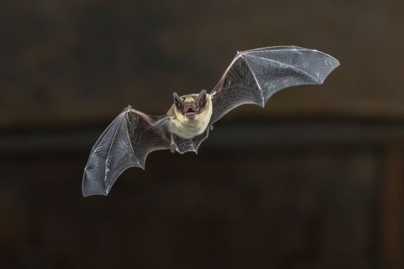 Little Brown Bat: The Night-Flying Insect Patrol
