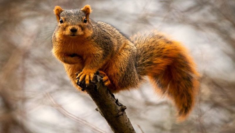 Fox Squirrel