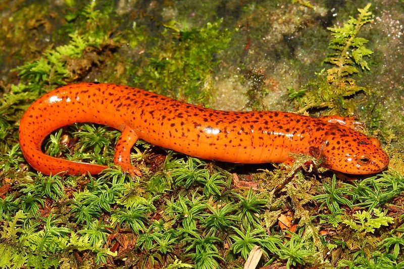 West Virginia Spring Salamander