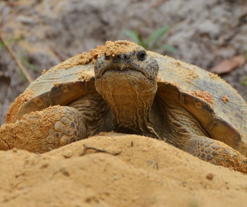 Gopher Tortoise: The Underground Architect