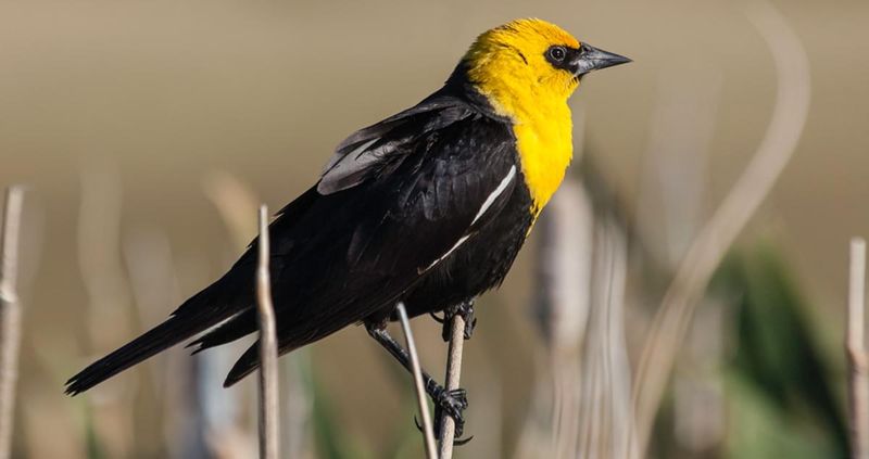 Yellow-headed Blackbird