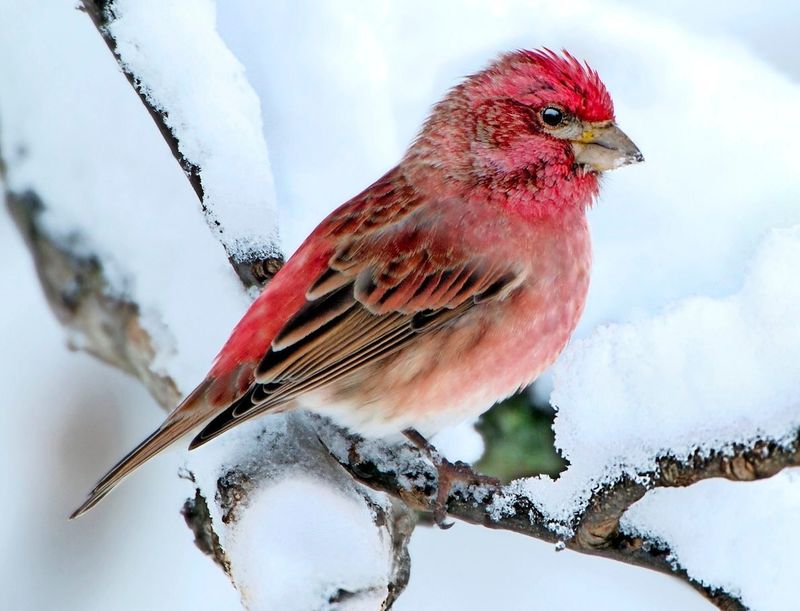 Purple Finch