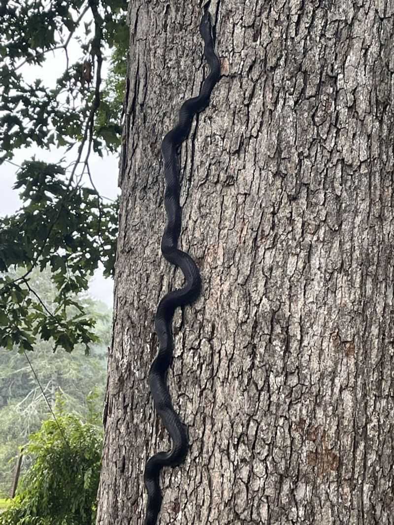 Black Rat Snake: The Attic Explorer