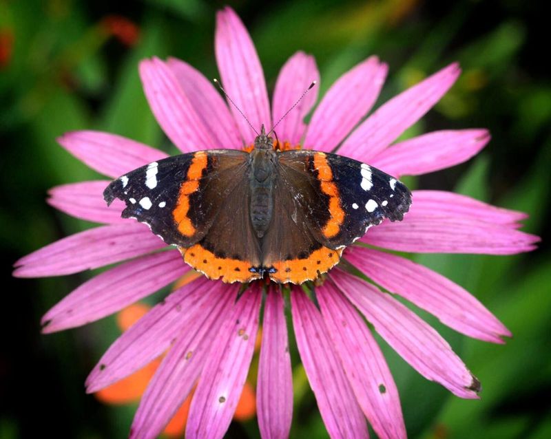 Red Admiral: The Territorial Flash