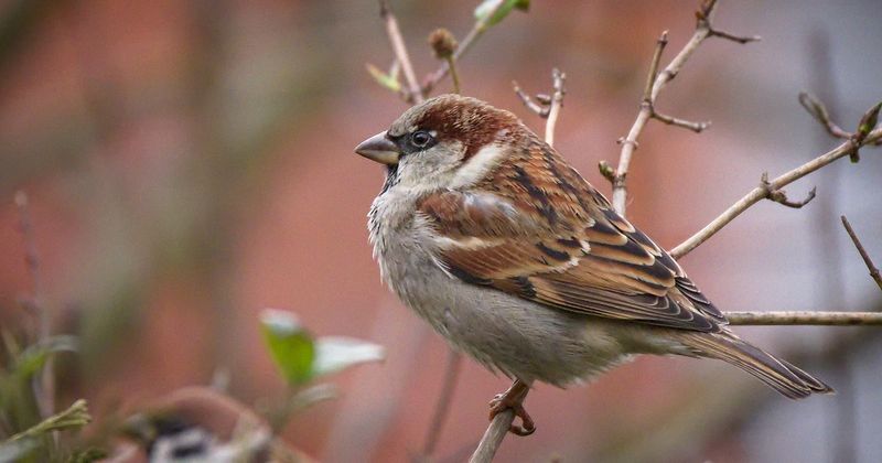 House Sparrow