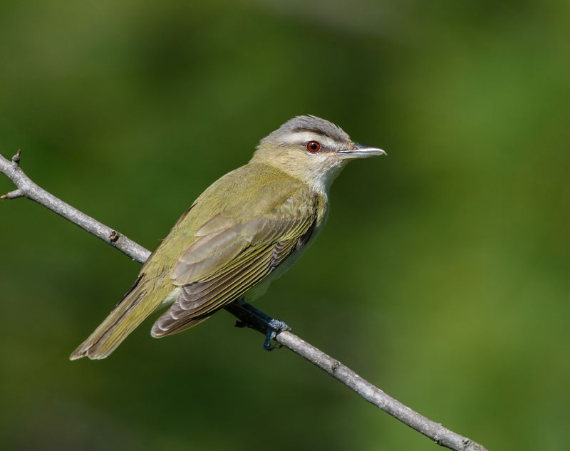 Red-eyed Vireo