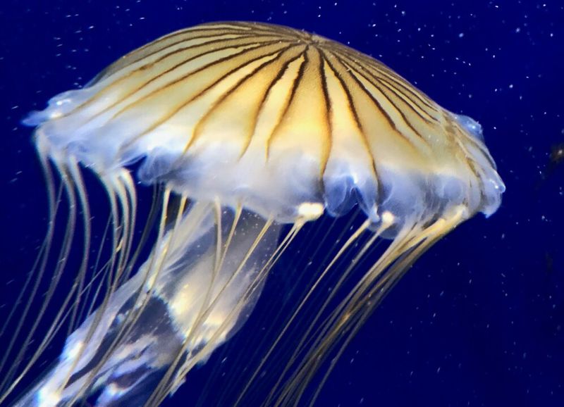 Eastern Box Jellyfish - Translucent Drifters